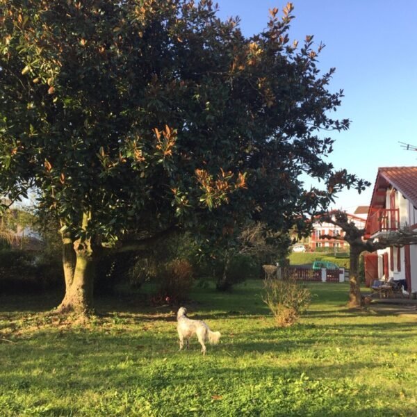 Chiens acceptés au Gîte Usoak à Sare dans le Pyrénées-Atlantiques en Nouvelle-Aquitaine