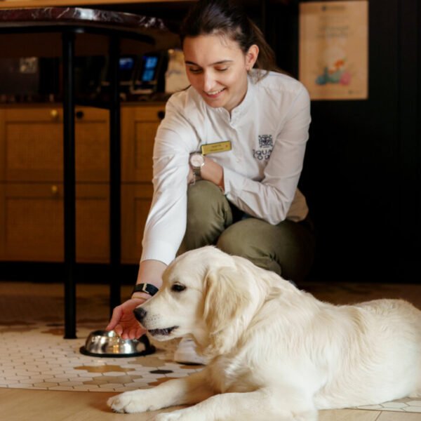 Accueil chaleureux des chiens au Square Lodge Hôtel à La Roche-sur-Yon en Vendée près du Puy du Fou