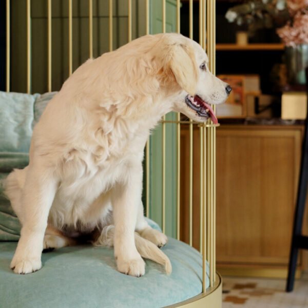 Chiens bienvenus au Square Lodge Hôtel à La Roche-sur-Yon en Vendée près du Puy du Fou
