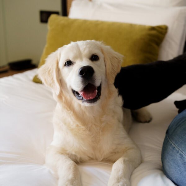Chien sur un lit au Square Lodge Hôtel à La Roche-sur-Yon en Vendée près du Puy du Fou