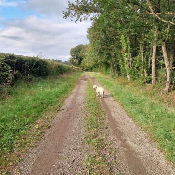 Chiens acceptés au Gite Traitsanes en Berry à Préveranges en Cher dans le Centre-Val de Loire