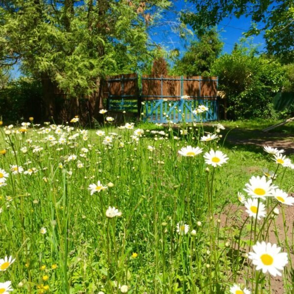 Jardin au Gîte Les Aravis à Saint-Bonnet-Tronçais en Allier en Auvergne-Rhône-Alpes 