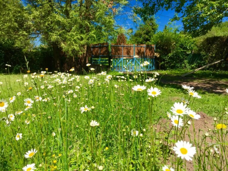 Jardin au Gîte Les Aravis à Saint-Bonnet-Tronçais en Allier en Auvergne-Rhône-Alpes 