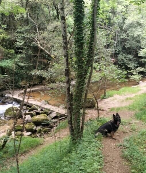 Chien au bord de la rivière proche du Camping Le Pastural en Ardèche près de Vals les Bains à Ucel