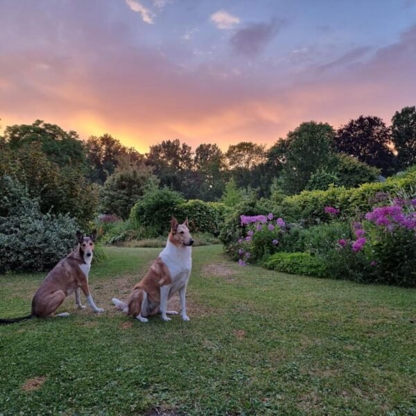 2 chiens devant un beau coucher de soleil dans la Somme
