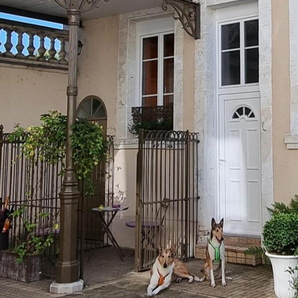 2 chiens devant unla porte du domaine au jardin des deux ponts dans la Somme à Abbeville