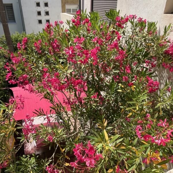 Fleurs au Gîtes Le 6 L'Oliveraie à Martigues en Bouches-du-Rhône en Provence-Alpes-Côte d'Azur