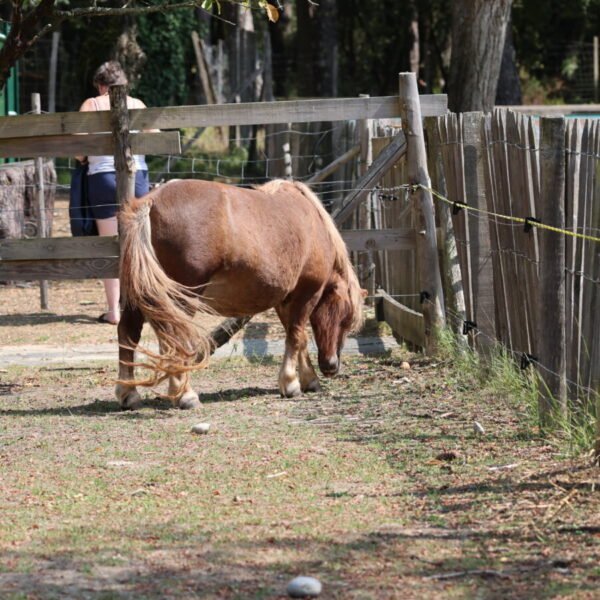 Mini-ferme du camping La Palmyre qui accepte les animaux.