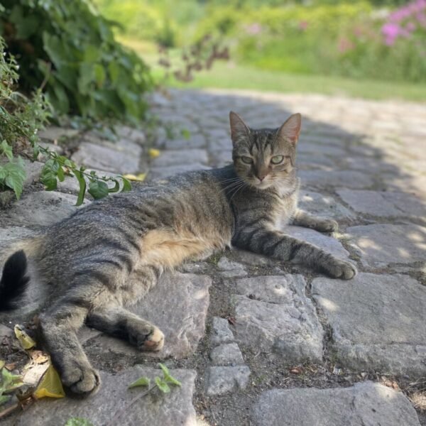 un chat tigré au jardin des deux ponts dans la Somme à Abbeville