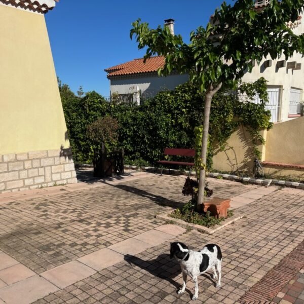 Chiens au Gîtes Le 6 L'Oliveraie à Martigues en Bouches-du-Rhône en Provence-Alpes-Côte d'Azur