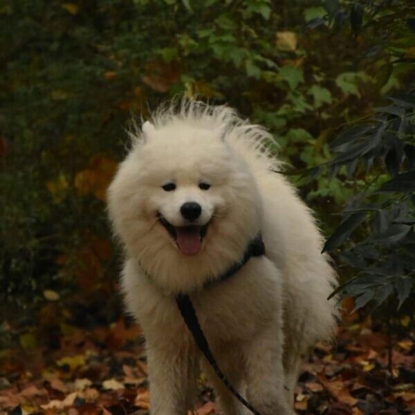 Sweet, le chien du camping La Palmyre qui accepte les animaux.