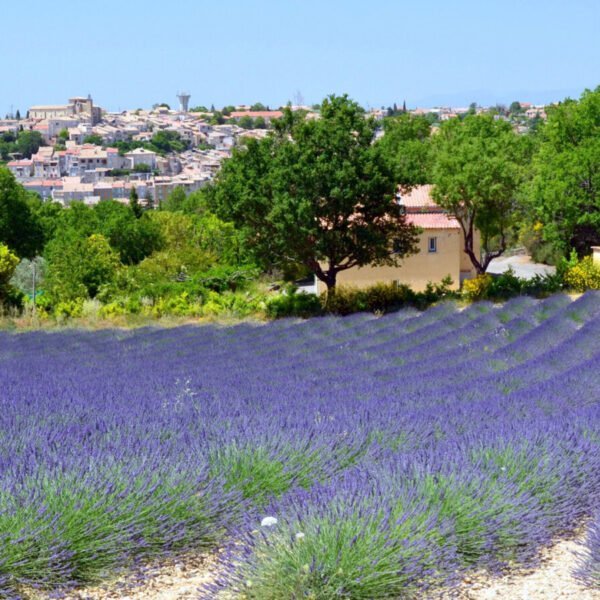 Valensole et lavande au Camping NATURISTE le Petit Arlane à Valensole dans le Alpes-de-Haute-Provence en Provence-Alpes-Côte d'Azur