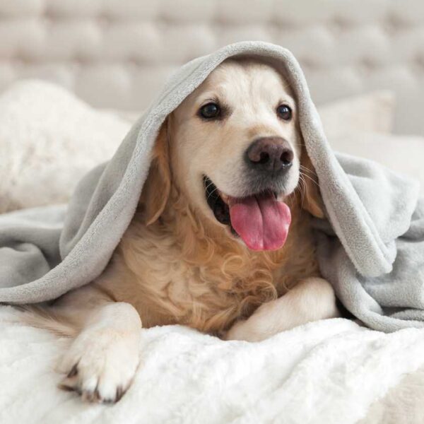 Les chiens sont bienvenus chez Okko Hôtels Nantes Centre Ville en Pays de Loire dans l'ouest de la France