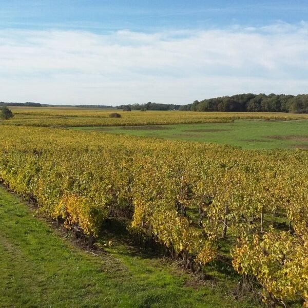 Nature chez Domaine Thierry Cosme à Noizay en Indre-et-Loire en Centre-Val de Loire