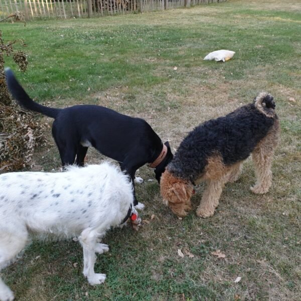 Les chiens sont bienvenus au Gîte En Françaison dans le Gers proche d'Auch en Occitanie dans le Sud de France