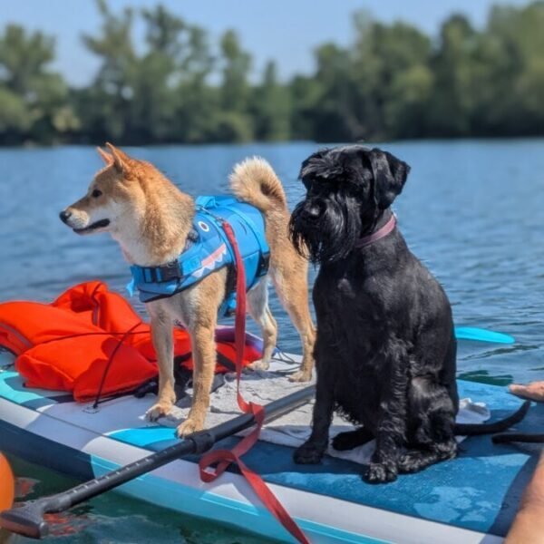 Chiens sur un paddle près des Chambres d'hôtes Les Tournesols en Beaujolais près de Mâcon en Saône-et-Loire en Bourgogne