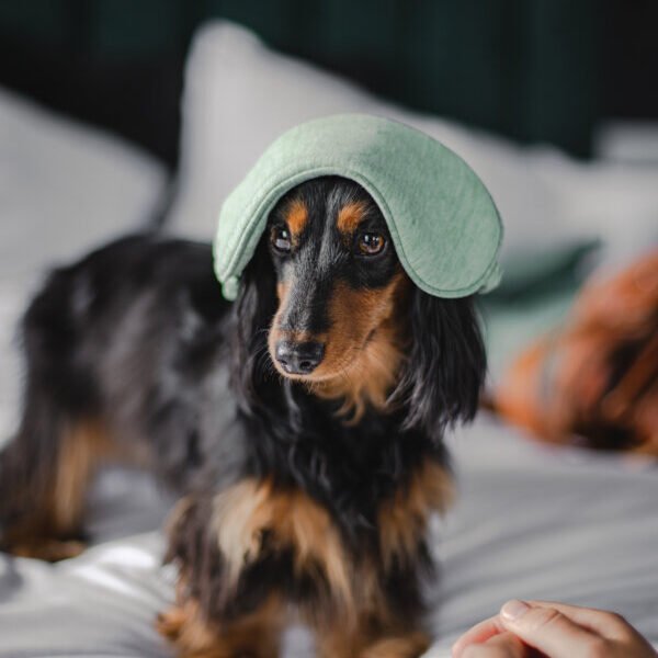 Chien chouchouté à l'Hôtel Vertime aux Sables d'Olonne en Vendée sur la Côte Atlantique