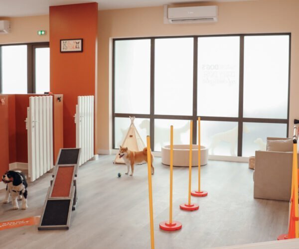 Garderie et Pension Canine Dog Daycare