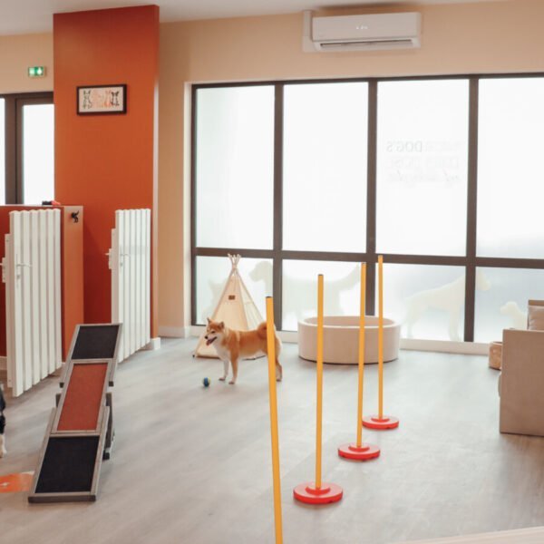 Garderie et Pension Canine Dog Daycare