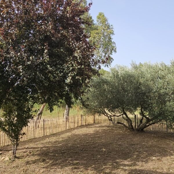 Jardin clos du Gîte Le Platane à Cuers dans le Var en Provence