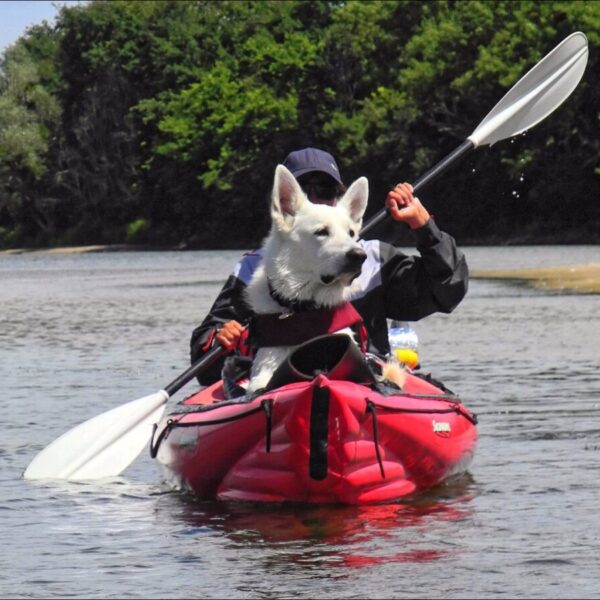 Chien qui fait du canoé avec son maître près du Gîte Le Clos des Laves 100% Dogfriendly en Auvergne dans le Puy de Dôme aux portes du Massif du Sancy
