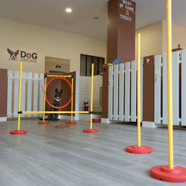 Garderie et Pension Canine Dog Daycare