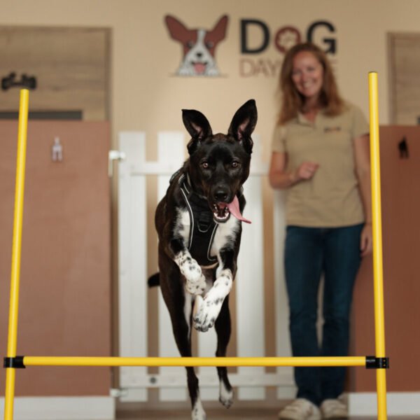 Garderie et Pension Canine Dog Daycare