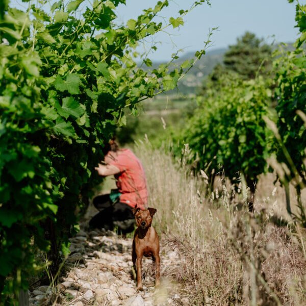 Vignoble Le Domaine des Conquêtes