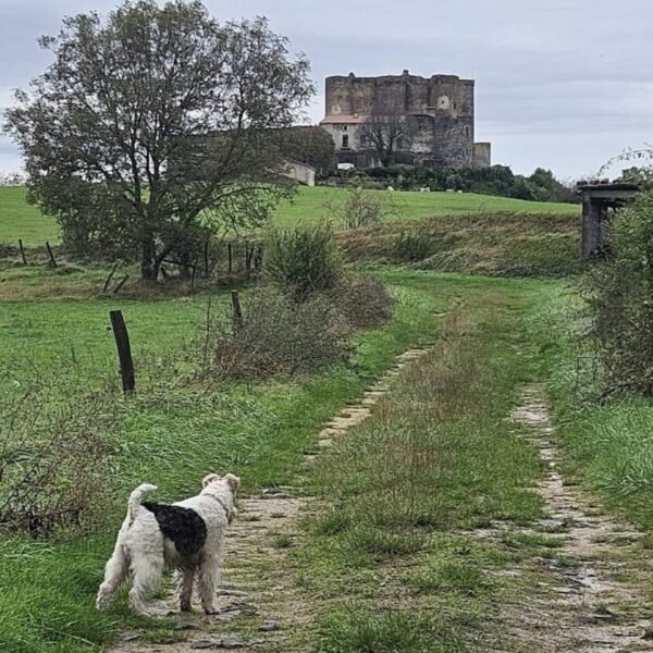 Chien en visite de site historique près du Gîte Le Clos des Laves 100% Dogfriendly en Auvergne dans le Puy de Dôme aux portes du Massif du Sancy