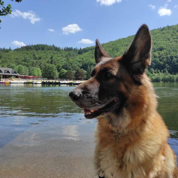 Chien au bord d'un lac près du Gîte Le Clos des Laves 100% Dogfriendly en Auvergne dans le Puy de Dôme aux portes du Massif du Sancy