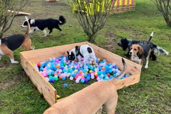 Gîte Le Clos des Laves 100% dogfriendly