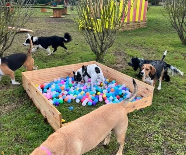 Gîte Le Clos des Laves 100% dogfriendly