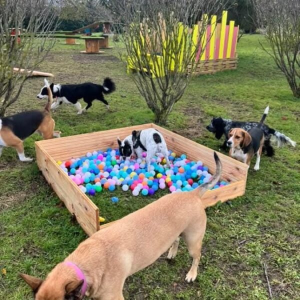 Jardin avec jeux pour chiens au Gîte Le Clos des Laves 100% Dogfriendly en Auvergne dans le Puy de Dôme aux portes du Massif du Sancy