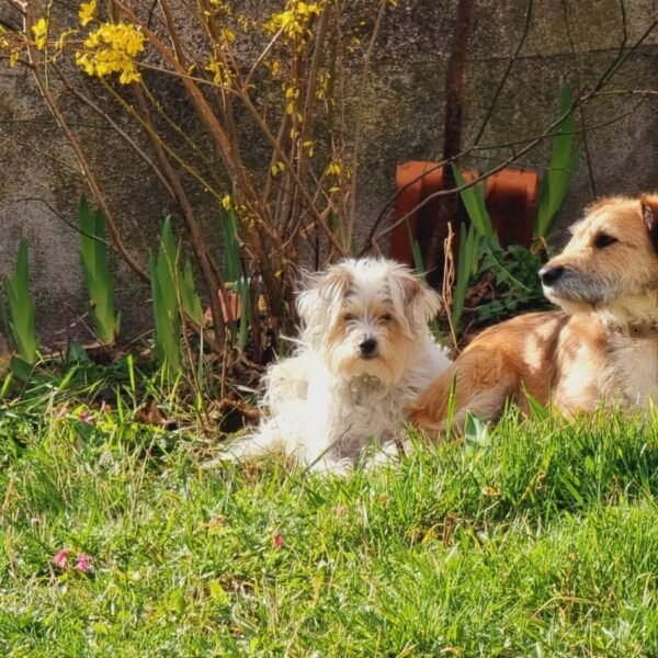 Chiens dans le jardin clos du Gîte Le Clos des Laves 100% Dogfriendly en Auvergne dans le Puy de Dôme aux portes du Massif du Sancy