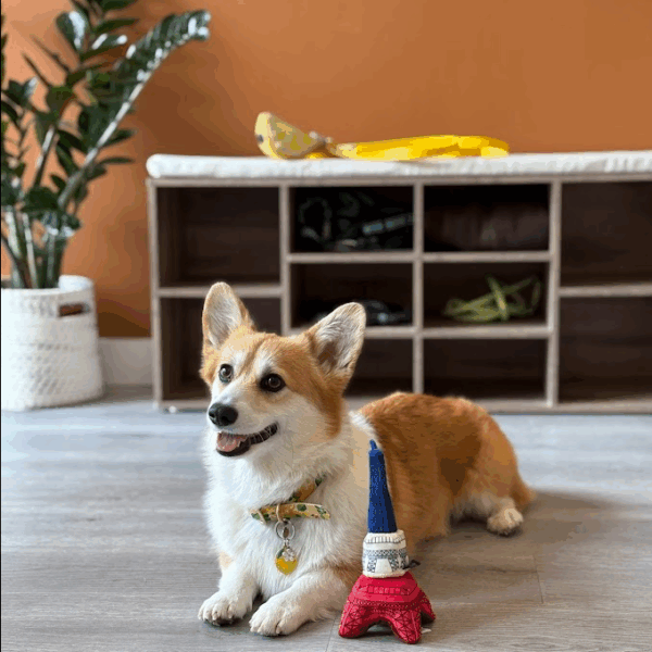 Garderie et Pension Canine Dog Daycare