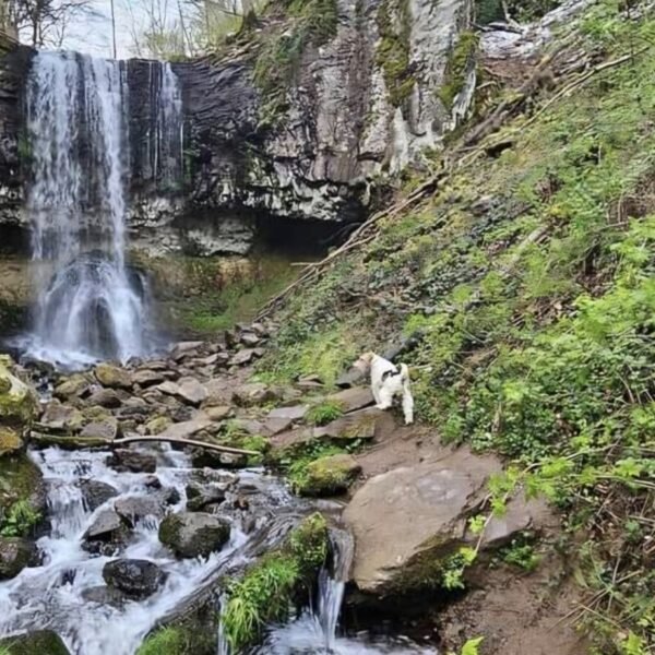 Chien en balade dans la nature près du Gîte Le Clos des Laves 100% Dogfriendly en Auvergne dans le Puy de Dôme aux portes du Massif du Sancy