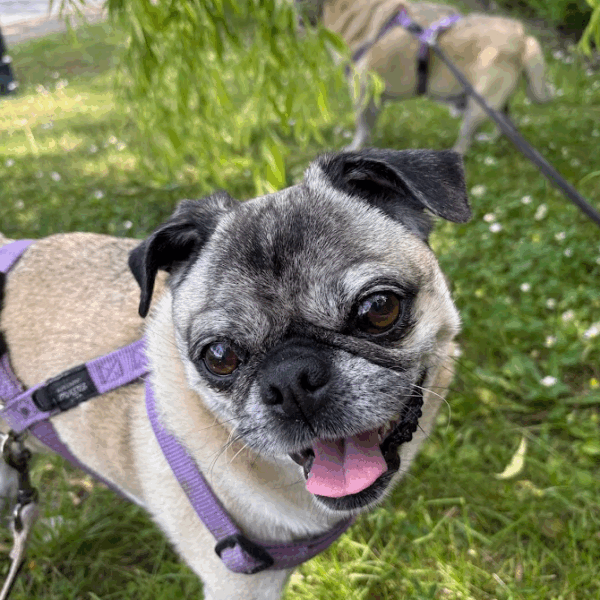 Garderie et Pension Canine Dog Daycare