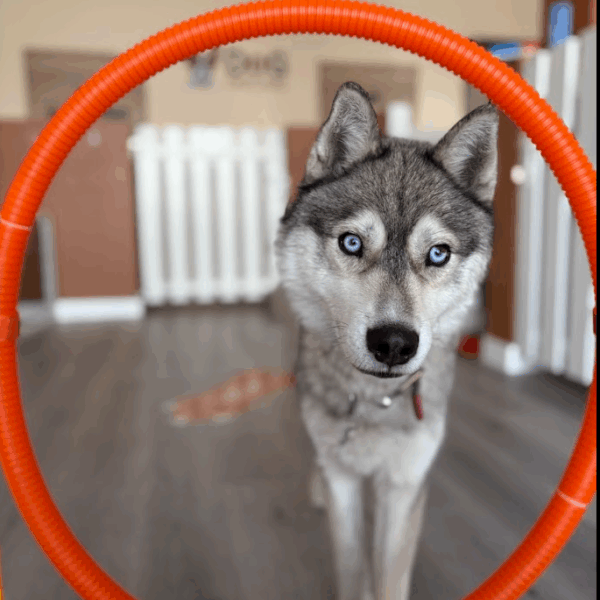 Garderie et Pension Canine Dog Daycare
