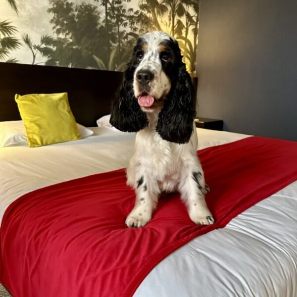 Chien dans une chambre de l'Hôtel Mercure Bordeaux Château Chartrons dans le Centre Historique de Bordeaux en Gironde