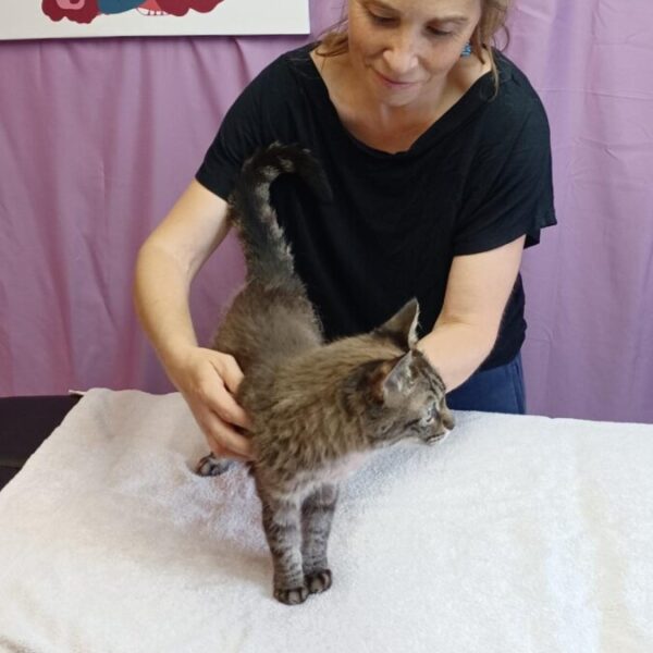 Chat en séance massage chez Blablanimals Massages et Bien être Animal et comportementaliste en Seine et Marne à Pontault-Combault et A Domicile proche de Paris