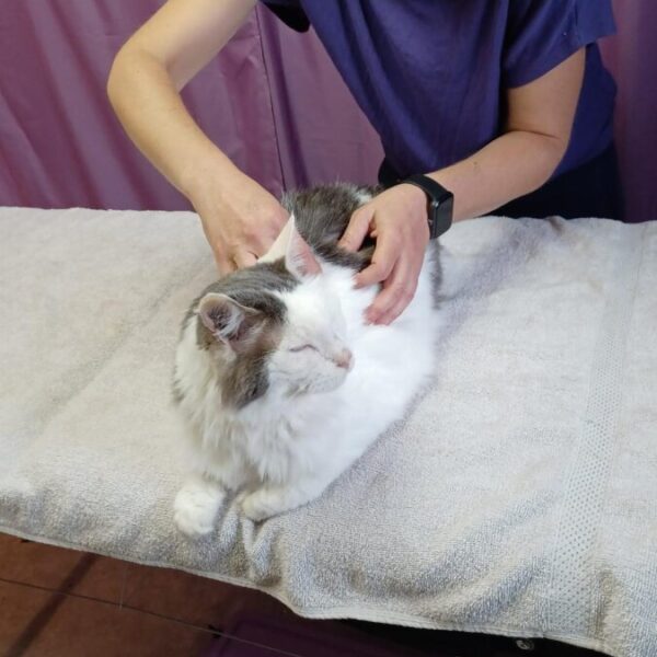 Chat en séance massage chez Blablanimals Massages et Bien être Animal et comportementaliste en Seine et Marne à Pontault-Combault et A Domicile proche de Paris
