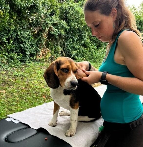 Chien en séance massage chez Blablanimals Massages et Bien être Animal et comportementaliste en Seine et Marne à Pontault-Combault et A Domicile proche de Paris