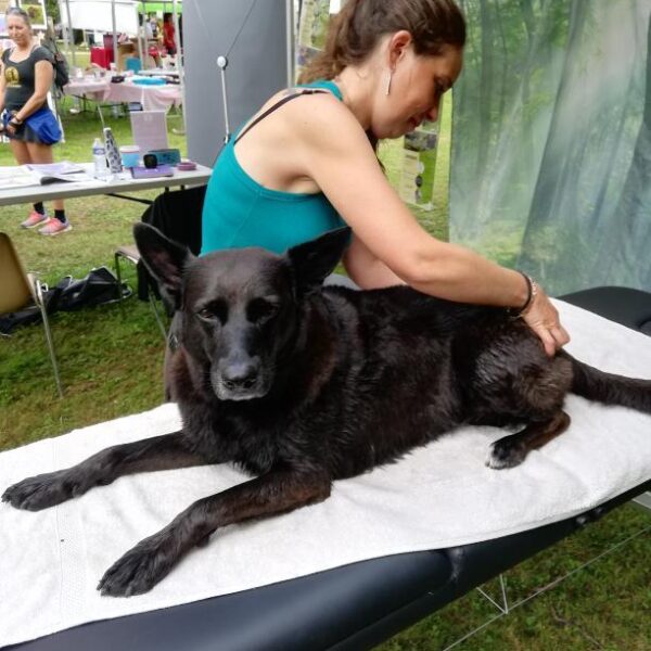 Chien en séance massage chez Blablanimals Massages et Bien être Animal et comportementaliste en Seine et Marne à Pontault-Combault et A Domicile proche de Paris