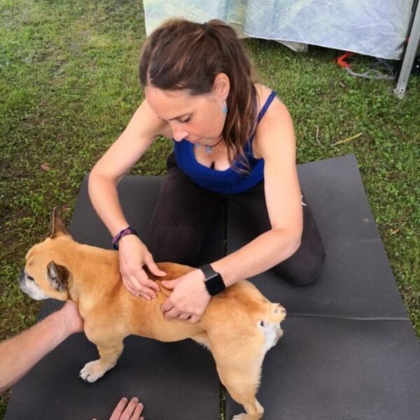 Chien en séance massage chez Blablanimals Massages et Bien être Animal et comportementaliste en Seine et Marne à Pontault-Combault et A Domicile proche de Paris