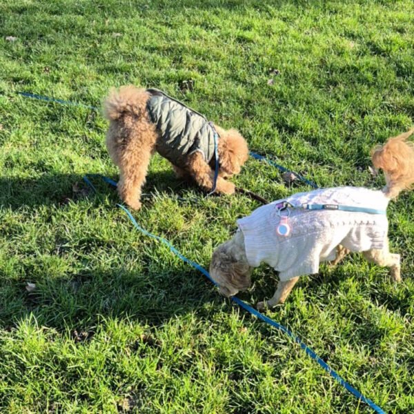 Balades pour chiens à la Crèche Waggy , Garderie Canine à Paris 14ème