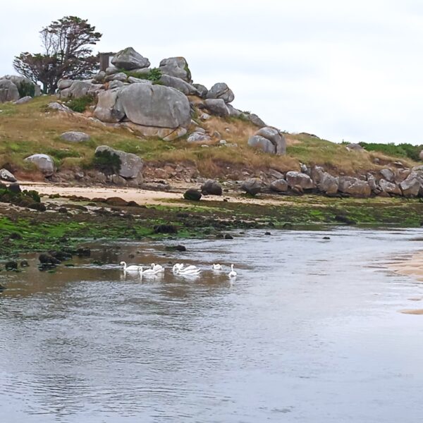 La plage proche du Gîte La Salicorne en Bretagne dans le Finistère à Plouescat