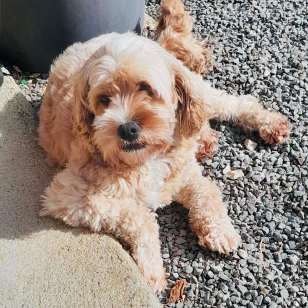 Chien accueilli avec plaisir dans les Gites Le vieux Pressoir à Dieffenthal en Alsace