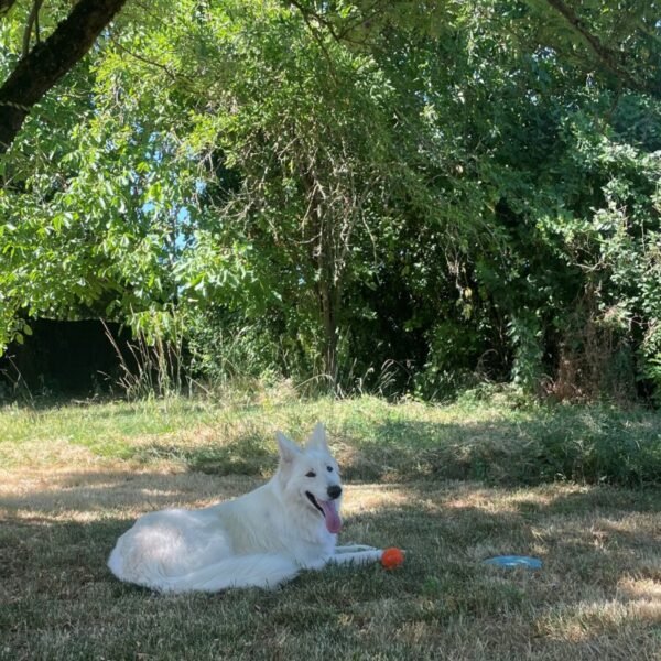 Chien dans le jardin clos du Gîte L’Échappée Romantique en Touraine proche de Tour et de Blois en Indre et Loire en région Centre Val de Loire