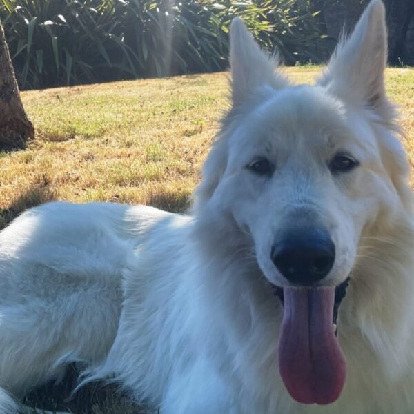 Chien en vacances au Gîte L’Échappée Romantique en Touraine proche de Tour et de Blois en Indre et Loire en région Centre Val de Loire