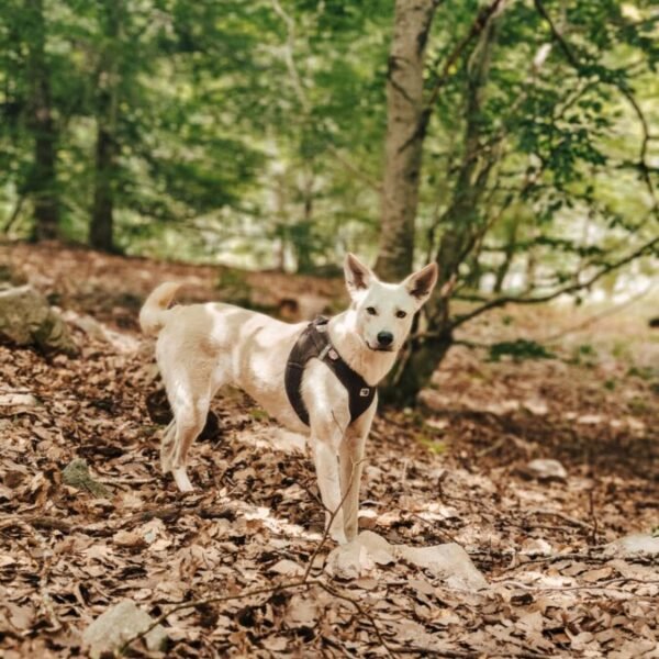 Chien bienvenu dans Les Cabanes Enchantées, hébergements insolites dans les Hautes Alpes dans le Parc naturel des Ecrins